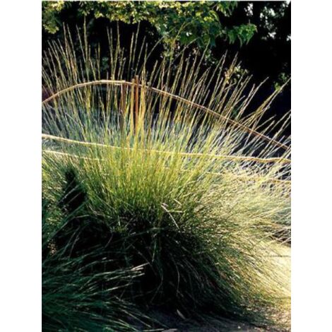 Fétuque mairei Pot de 2L/3L (1/3)