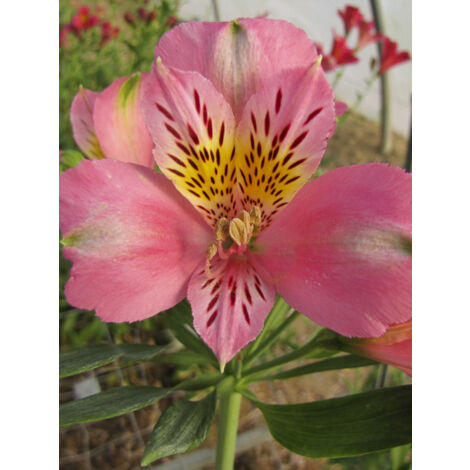 Lis des Incas 'Duc d'Anjou Pierre' Godet de 8/9 cm