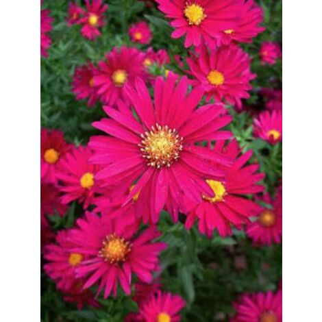 Aster grand d'automne 'Crimson Brocade' – Hauteur 80 cm – Fleur rouge pourpré – Godet 8/9 cm – Résistant jusqu'à -23°C