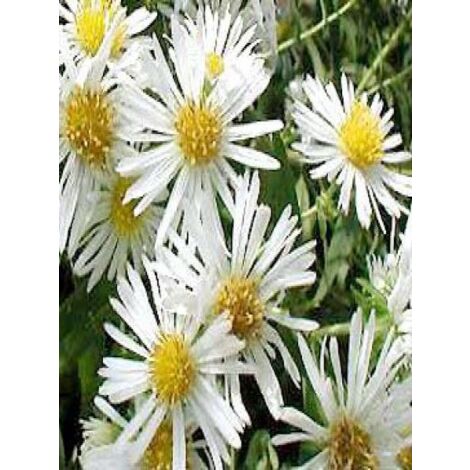 Aster de la Nouvelle-Angleterre 'Herbstschnee' Godet de 8/9 cm (1/3)
