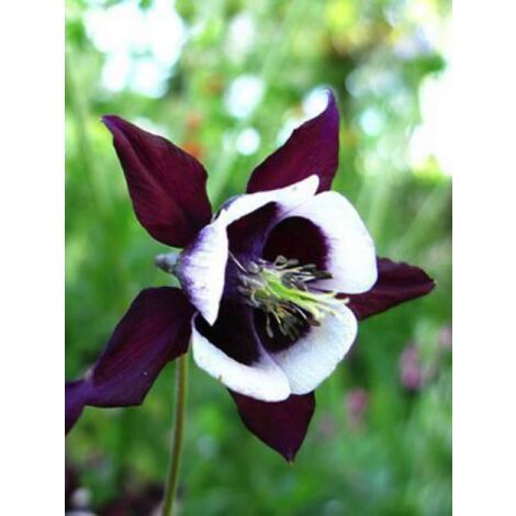 Ancolie des jardins 'William Guiness' Godet de 8/9 cm