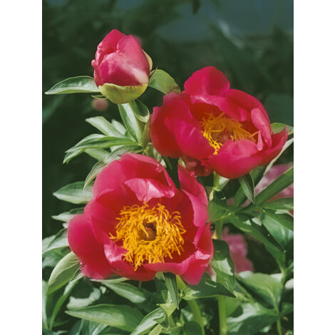 Pivoine hybride 'Flame' Pot de 3L/4L