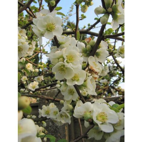 Cognassier du Japon 'Nivalis' Pot de 2L/3L (1/5)