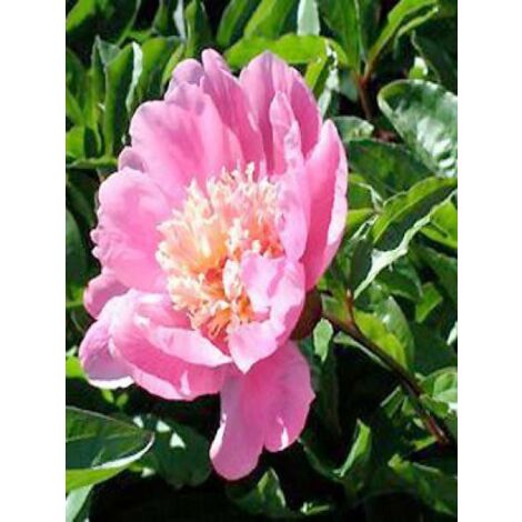 Pivoine de Chine 'Nymphe' Pot de 3L/4L (1/2)
