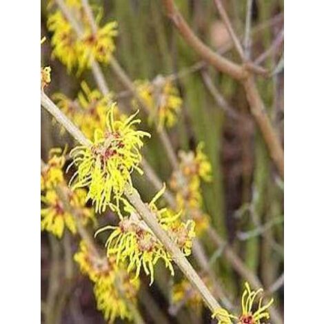 Noisetier de sorcière 'Arnold Promise' Pot de 4L/5L (1/5)