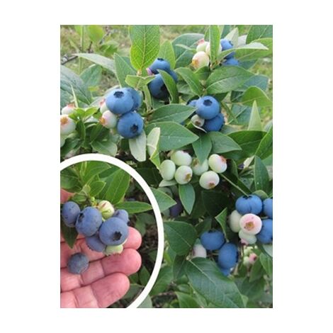 Myrtille d'Amérique 'North Blue' Godet de 8/9 cm