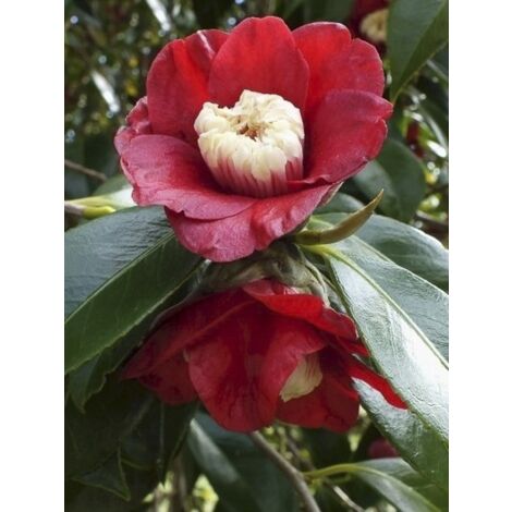 Camélia du Japon 'Bob's Tinsie' Pot de 4L/5L (1/3)