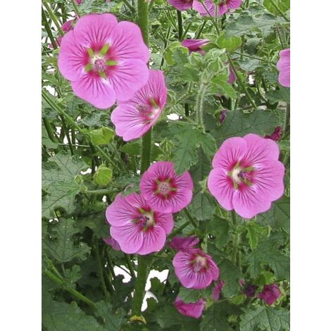 Mauve arbustive du Cap 'El Rayo' Pot de 4L/5L