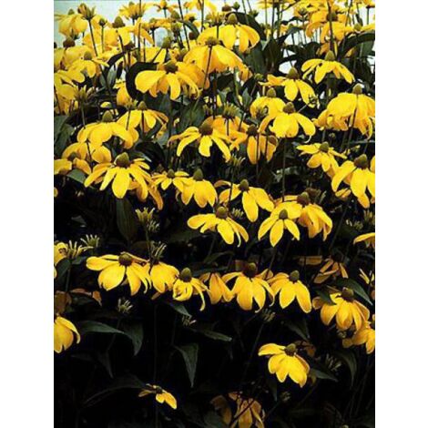 Rudbeckie nitida 'Herbstone' Godet de 8/9 cm