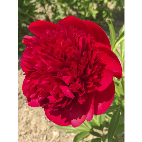 Pivoine de Chine 'Diana Parks' Pot de 3L/4L