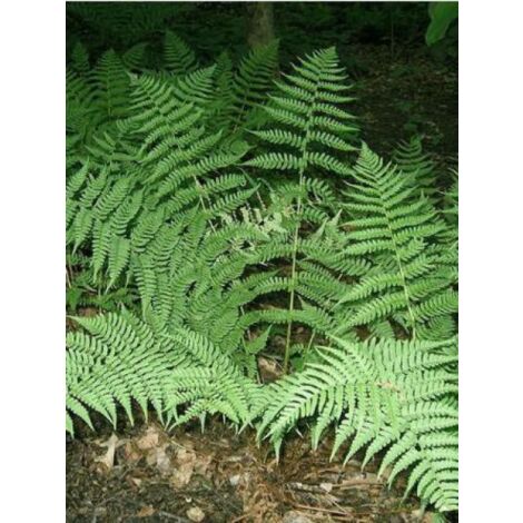 Dryopteris marginalis Godet de 8/9 cm (1/4)