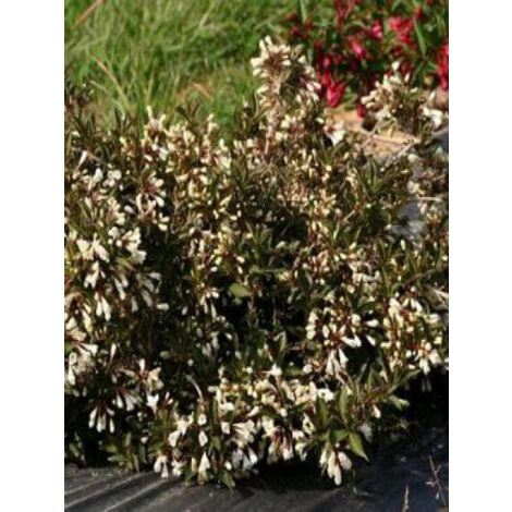 Weigela  'Black and White'® Pot de 3L/4L (1/3)