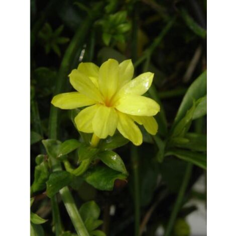 Jasmin mesnyi Pot de 2L/3L