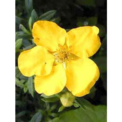 Potentille arbustive 'Goldteppich' Pot de 1,5L/2L (1/2)