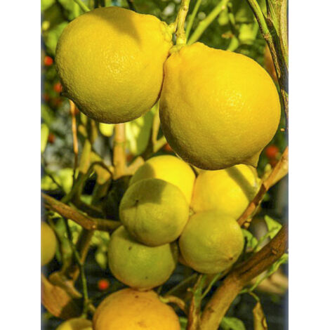 Bergamote Pot de 4L/5L, 1/4 de tige (1/2)