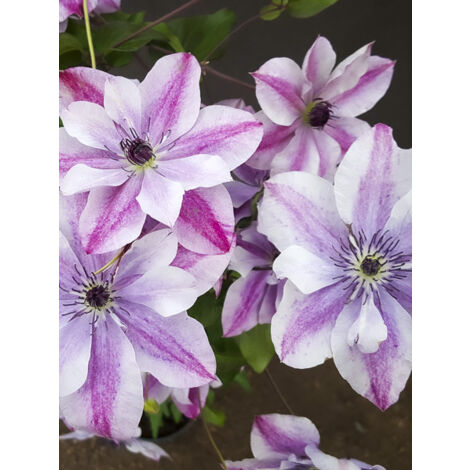 Clématite italienne 'Supercute' Pot de 2L/3L