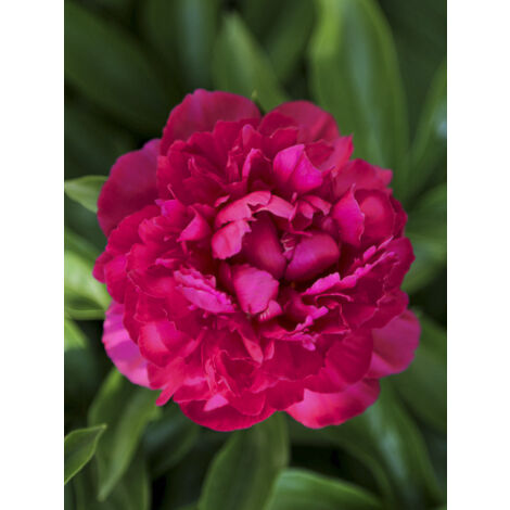 Pivoine de Chine 'Big Ben' Pot de 3L/4L (1/2)