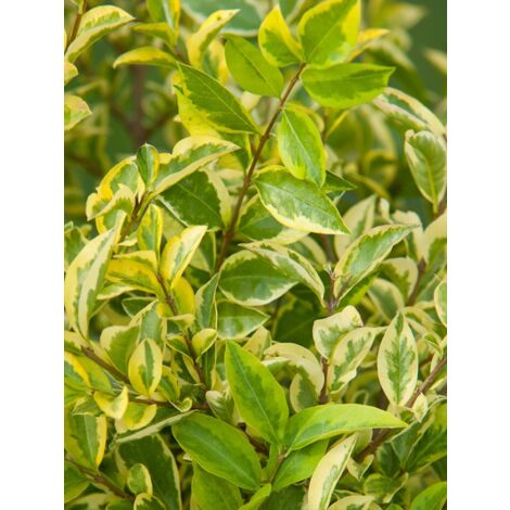 Troène de Californie 'Aureum' Pot de 7,5L/10L