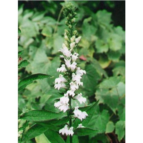Lobélie siphilitique 'Alba' Godet de 8/9 cm