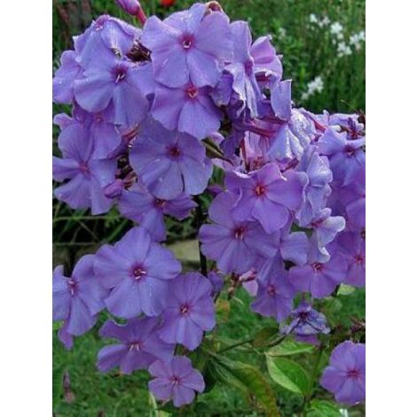 Phlox paniculé 'Amethyst' Godet de 8/9 cm (1/2)