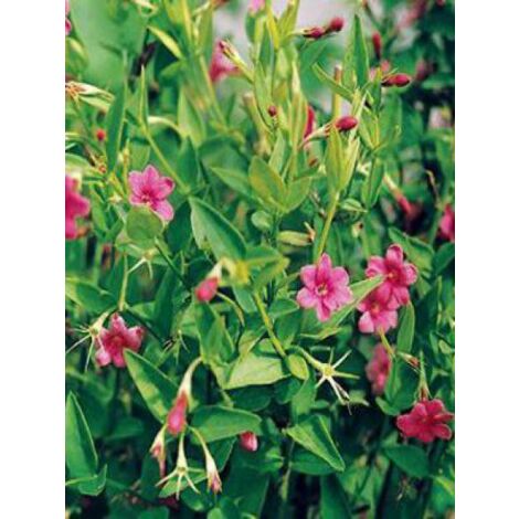 Jasmin rose Pot de 2L/3L