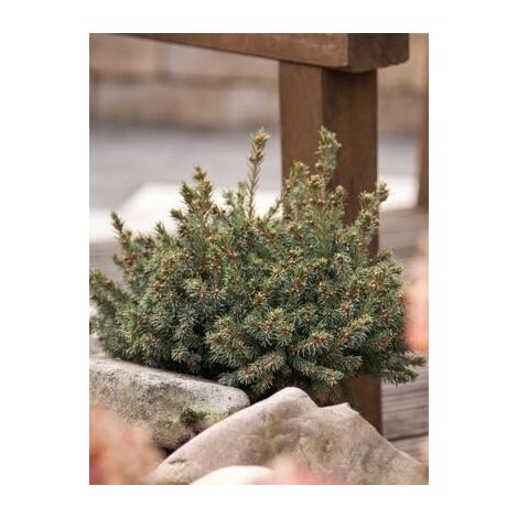 Sapinette blanche, Epinette blanche 'Echiniformis' Pot de 2L/3L