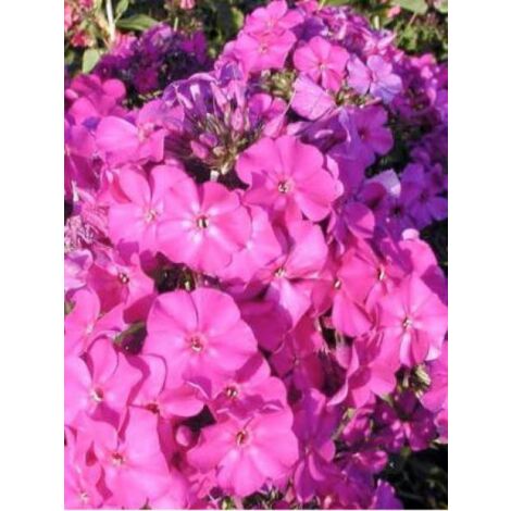 Phlox paniculé 'The King' Godet de 8/9 cm (1/2)