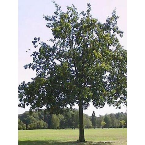 Chêne pédonculé Pot de 2L/3L