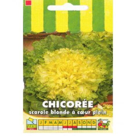 Chicorée scarole 'Blonde à coeur plein' le sachet de 2500 graines (4g) (1/2)