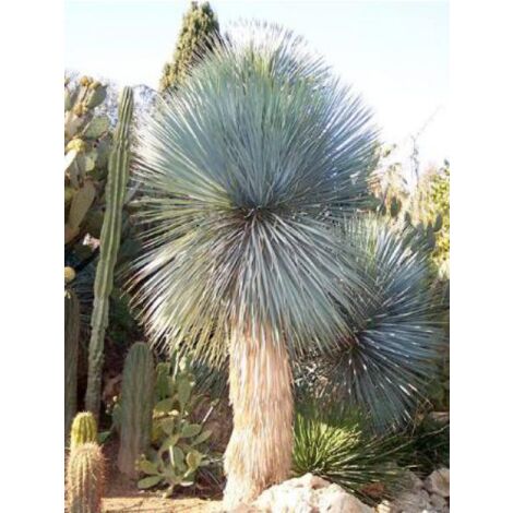 Yucca rostrata en pot de 2L/3L – Hauteur 15/30 cm – Exposition soleil – Résistant au froid jusqu'à -15 °C