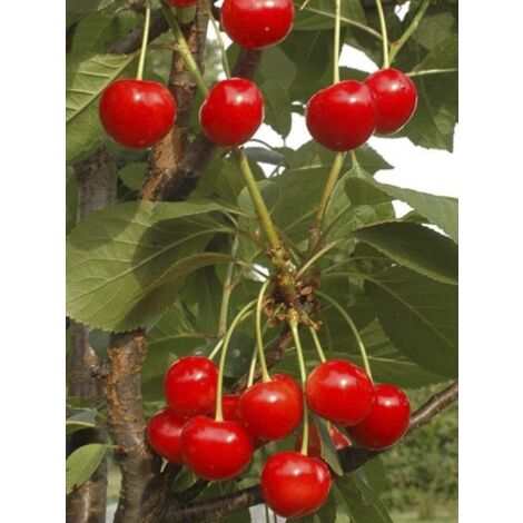 Cerisier colonnaire 'Hong Kong' Pot de 6L/7L, Colonnaire (1/4)