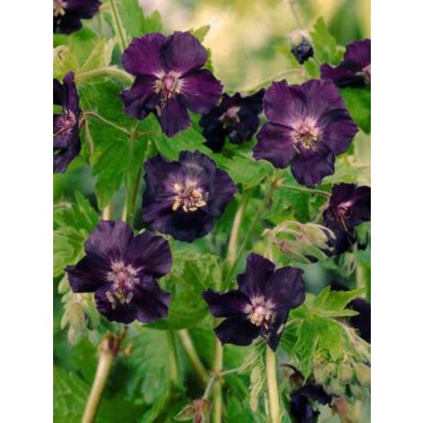 Géranium vivace livide 'Raven' Godet de 8/9 cm