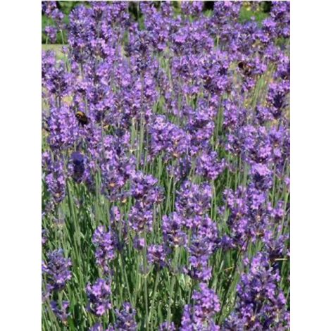 Lavande vraie 'Munstead' Godet de 8/9 cm