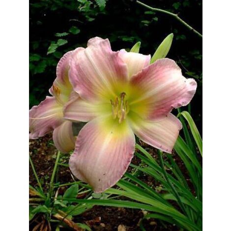 Lis d'un jour, Hémérocalle 'Catherine Woodbury' Godet de 8/9 cm (1/3)