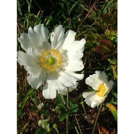 Anémone du Japon 'Whirlwind' Godet de 8/9 cm (1/3)