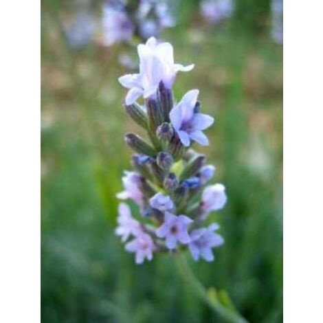 Lavande vraie 'Grappenhall' Godet de 8/9 cm (1/2)