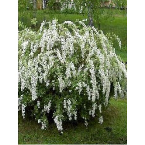 Spirée 'Grefsheim' Pot de 7,5L/10L (1/4)