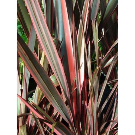 Lin de Nouvelle-Zélande 'Rainbow Queen' Pot de 2L/3L (1/3)