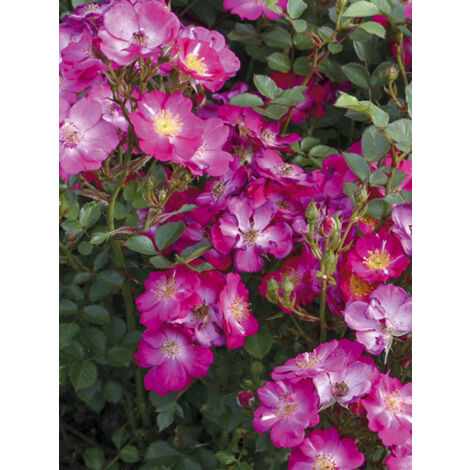 Rosier à massif 'Nectar Garden Lilliput Lupo' Pot de 3L/4L (1/2)