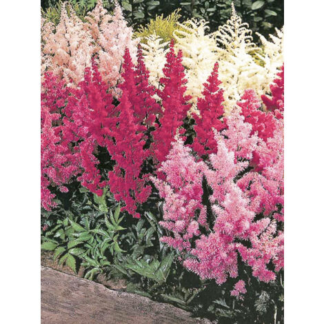 Astilbe d'Arends 'Showstar' le sachet de 15 graines (1/2)