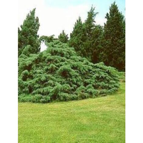 Genévrier 'Pfitzeriana Glauca' Pot de 2L/3L