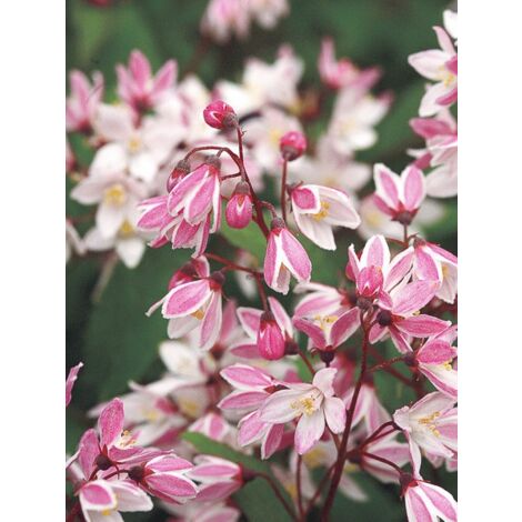 Deutzia 'Yuki Cherry Blossom' Pot de 7,5L/10L (1/4)