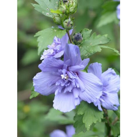 Mauve en arbre 'Blue Chiffon' Pot de 2L/3L