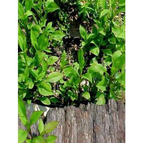 Aster nain 'Schneekissen' Godet de 8/9 cm (1/4)