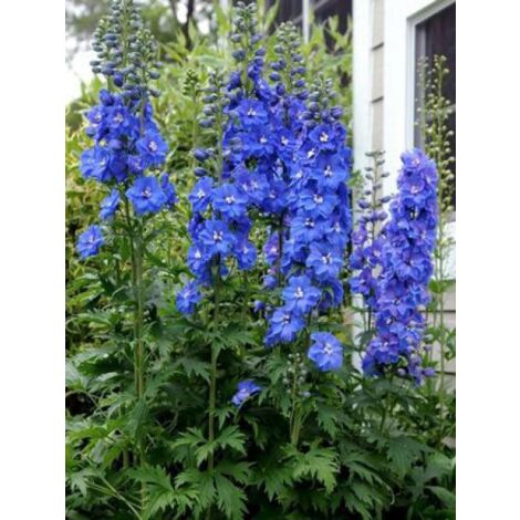 Pied d'Alouette vivace 'Blue Bird' Pot de 2L/3L
