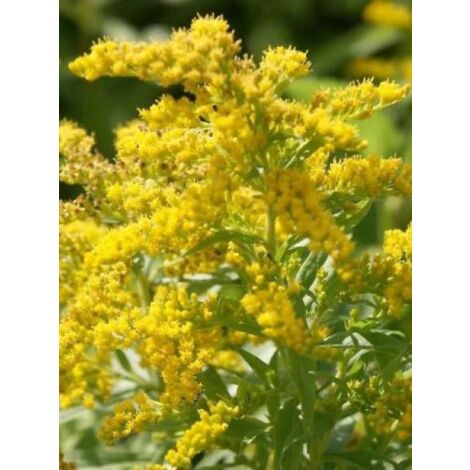 Verge d'or 'Strahlenkrone' Godet de 8/9 cm (1/2)