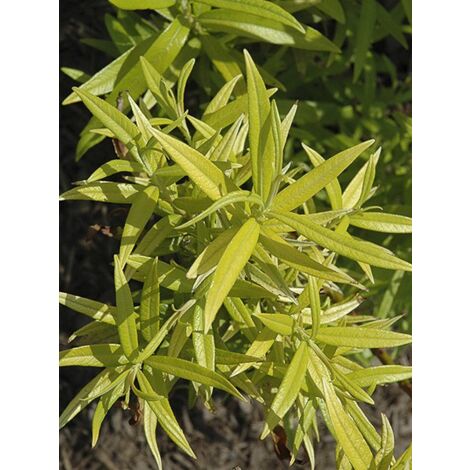 Saule 'Golden Sunshine' Godet de 8/9 cm
