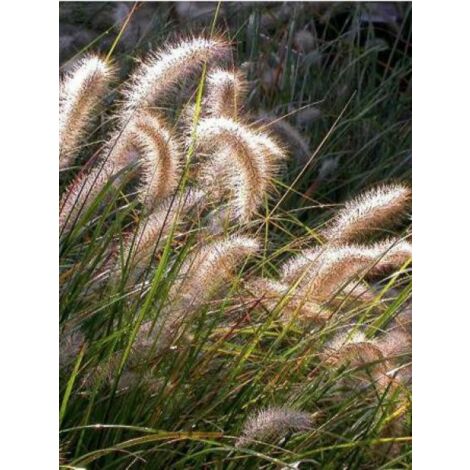Herbe aux écouvillons 'Cassian' Godet de 8/9 cm (1/3)