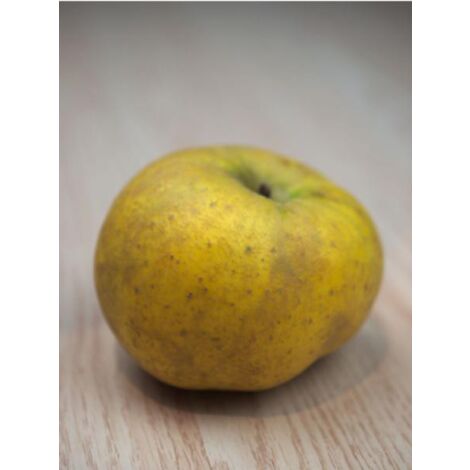 Pommier 'Belchard' Pot de 12L/15L, Demi-Tige (1/3)