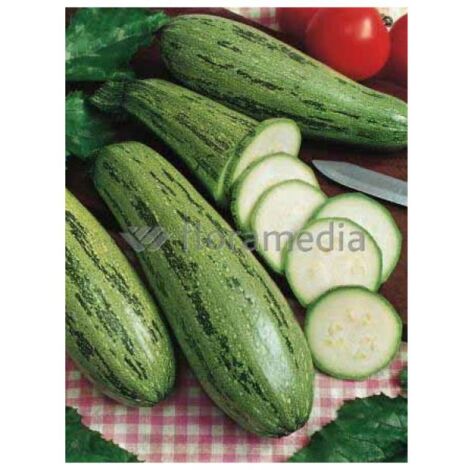 Courgette 'Grisette de Provence' le sachet de 20 graines (2g) (1/2)